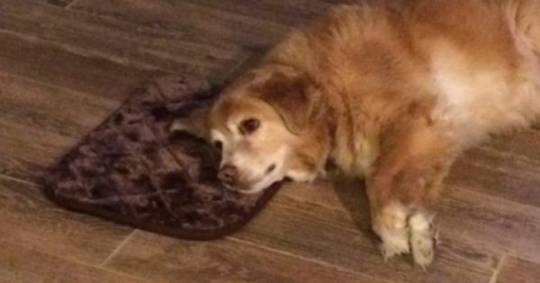 Ιδιοκτήτρια σκύλου παραγγέλνει καταλάθος μικροσκοπικό κρεβάτι και ο σκύλος της το λατρεύει παρά το λάθος