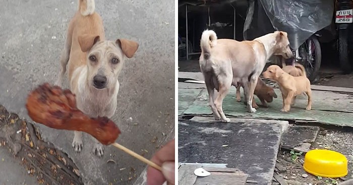 Σκύλος σκύλοι σκυλίτσα πεινασμένη σκυλίτσα Άνδρας δίνει σε πεινασμένη σκυλίτσα φαγητό και εκείνη δεν το τρώει οπότε αποφασίζει να την ακολουθήσει στους δρόμους της Μπανγκόκ 
