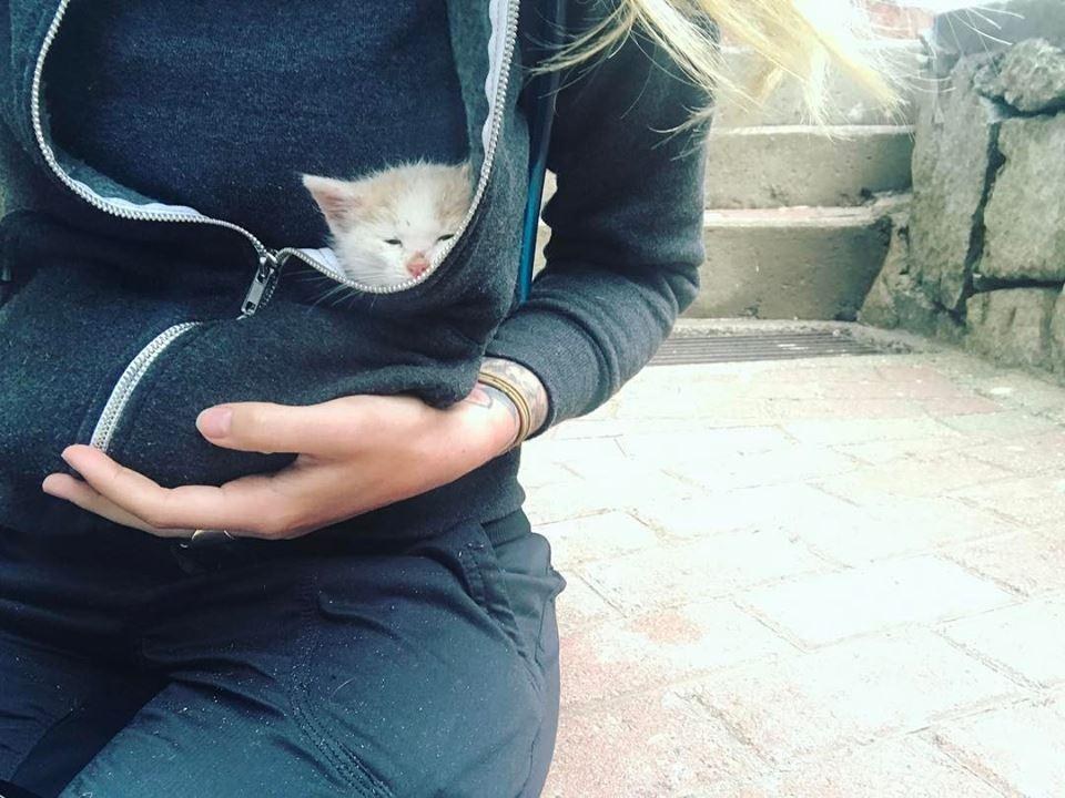 Γυναίκα που κάνει τις διακοπές της βρίσκει γατάκι που λιμοκτονεί και το παίρνει μαζί της στην επιστροφή γατί γάτες γατάκι 