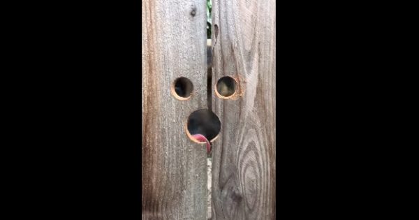 Ένας σκύλος επισκέπτεται καθημερινά το σπίτι μιας γειτόνισσας και αυτή έκανε κάτι εκπληκτικό για να τον διευκολύνει