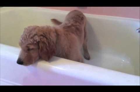 Αυτός ο σκυλάκος κάνει μπάνιο μόνος του (Video)