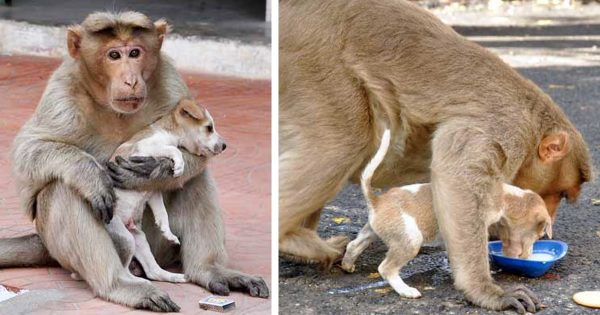Μαϊμού βρίσκει εγκαταλελειμμένο κουτάβι, το υιοθετεί και το προστατεύει από άλλα αδέσποτα σκυλιά