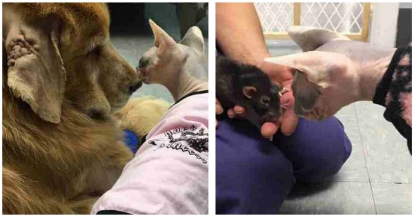 Φαλακρή γάτα που γεννήθηκε άρρωστη εργάζεται σε κτηνιατρική κλινική και φροντίζει ζώα που υποφέρουν