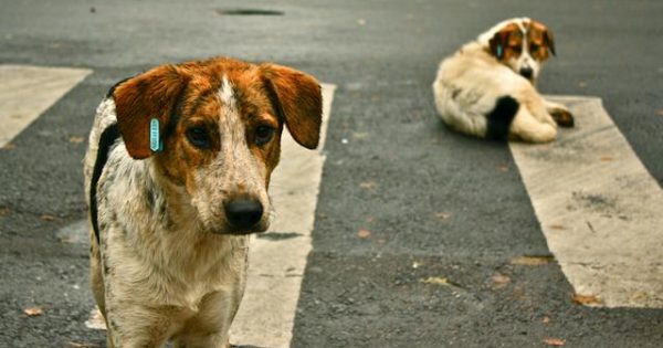 Μπορώ να ταΐζω αδέσποτα ζώα – Τι λέει η ελληνική νομοθεσία