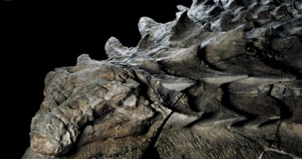 «Ζωντανός» δεινόσαυρος ανακαλύφθηκε από παλαιολόγους στον Καναδά