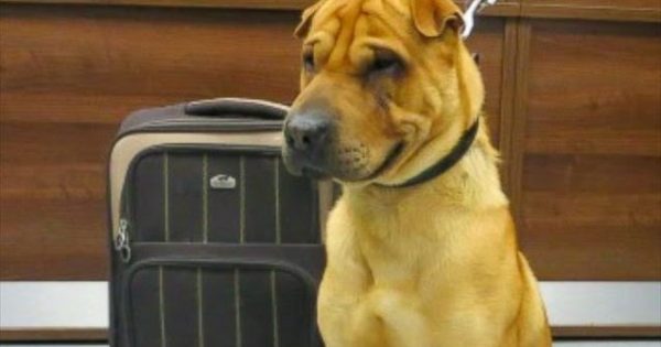Συγκινεί ο σκύλος που βρέθηκε εγκαταλελειμμένος με τα υπάρχοντά του