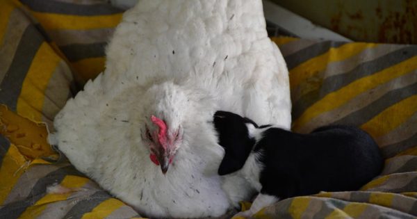 Κότα «υιοθέτησε» νεογέννητο κουταβάκι στο Ναύπλιο και το μεγαλώνει σαν παιδί της