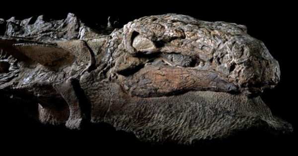 Ανακαλύφθηκε μητέρα δεινόσαυρος 110 εκατομμυρίων ετών σε ορυχείο στον Καναδά