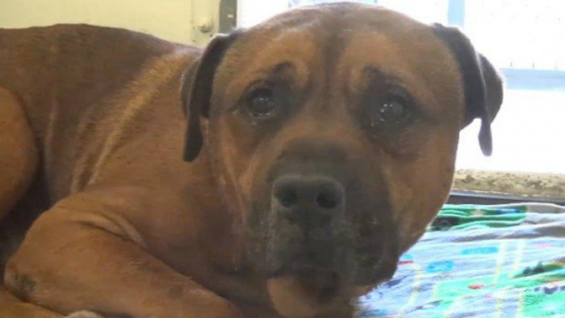 dog-cant-stop-sobbing-and-crying-after-he-realized-that-is-dumped-at-shelter