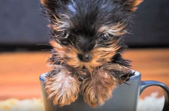 Σκύλος μικρότερος σκύλος στον κόσμο Βίντεο 