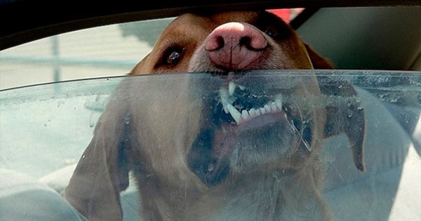 ΠΡΟΣΟΧΗ: Δείτε γιατί δεν πρέπει να αφήνετε ποτέ μόνο του τον σκύλο στο αυτοκίνητο