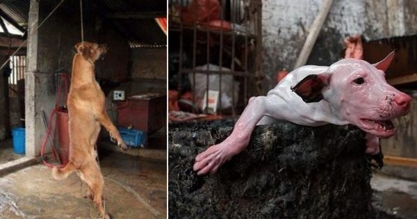 Ακτιβιστές απελευθέρωσαν 149 σκύλους λίγο πριν θανατωθούν για το ετήσιο φεστιβάλ κρέατος στη Νότια Κορέα