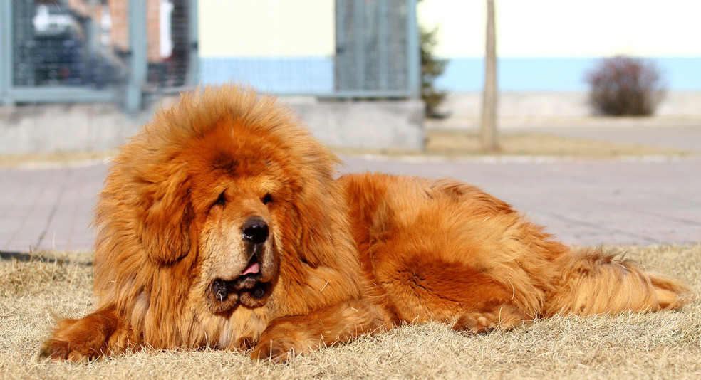 Big-Tibetan-Mastiff-Dog-Lying-Down-Green-Lawn