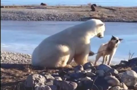 Τι συνέβη όταν μια πολική αρκούδα συνάντησε έναν δεμένο σκύλο που έσερνε έλκυθρα. Μια εκπληκτική αντίδραση που συγκίνησε το διαδίκτυο και η πραγματική ιστορία πίσω από αυτό (βίντεο).