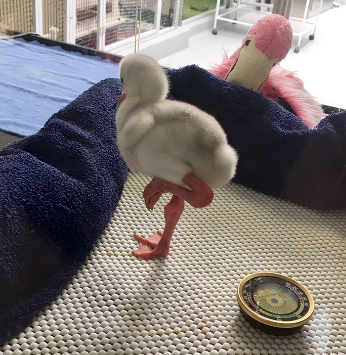 baby-flamingo-pittsburgh-national-aviary-9