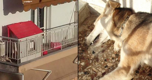 Καταδικάστηκε ιδιοκτήτης σκύλου στη Δράμα γιατί τον άφησε να πεθάνει από την δίψα στο μπαλκόνι