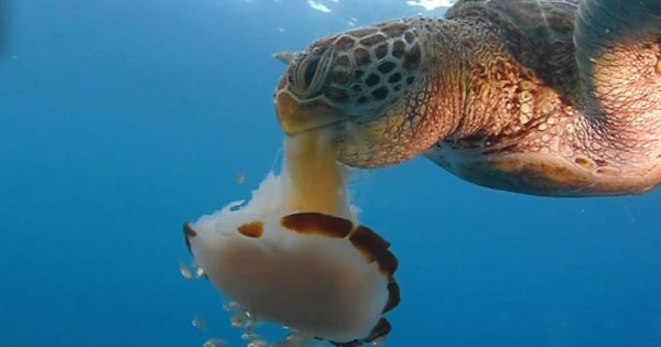 Θαλάσσια χελώνα καταβροχθίζει μία μέδουσα σαν να ρουφάει μακαρόνια