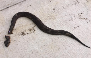 Αποκεφάλισε ένα δηλητηριώδες φίδι που βρήκε στην αυλή της – Δευτερόλεπτα μετά συμβαίνει κάτι φρικιαστικό