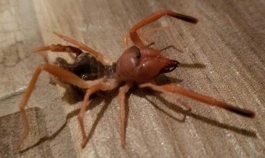 Τι συμβαίνει με τις τρομακτικές αράχνες «camel spider» στην Ελλάδα