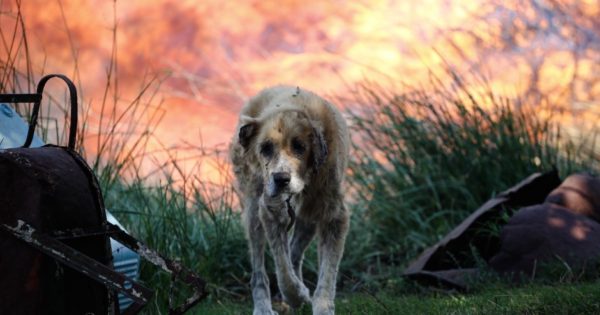 Η συγκλονιστική φωτογραφία ενός σκύλου με εγκαύματα στο Μικροχώρι Αττικής, σήμερα
