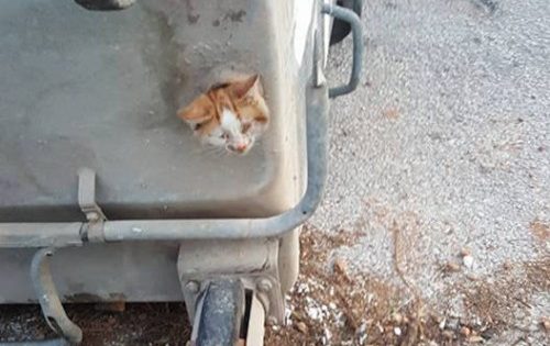 O απεγκλωβισμός γάτας από κάδο απορριμμάτων σε 8 φωτογραφίες
