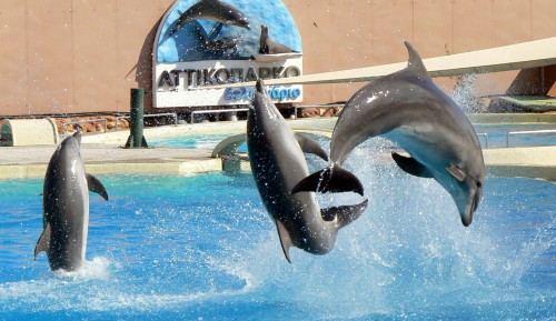 Καταγγελία για τη βασανιστική μεταφορά/εκδίωξη υπέργηρου θηλυκού δελφινιού απ” το Αττικό Πάρκο