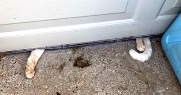 Οι διασώστες ζώων καταφτάνουν στο σπίτι μετά από καταγγελία! Όταν άνοιξαν την πόρτα σοκαρισμένοι αντίκρισαν…