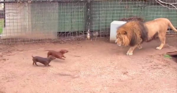 Άφησαν 2 κουτάβια μέσα στο κλουβί με το λιοντάρι. Δείτε την αντίδραση του λιονταριού που έγινε παγκόσμιο viral!