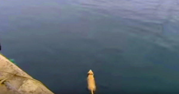Κάθε πρωί έχανε τον σκύλο του για ώρες. Μια μέρα όμως τον βλέπει να βουτάει στη θάλασσα και ανακαλύπτει το μυστικό του!
