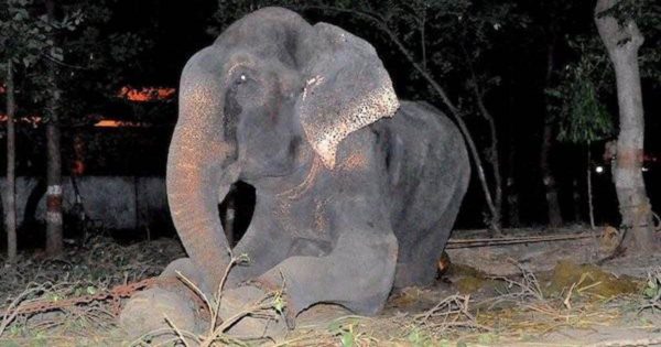 Βρήκαν έναν αλυσοδεμένο ελέφαντα να κλαίει με λυγμούς. Δείτε πως μεταμορφώθηκε μέσα σε μόλις έναν χρόνο!