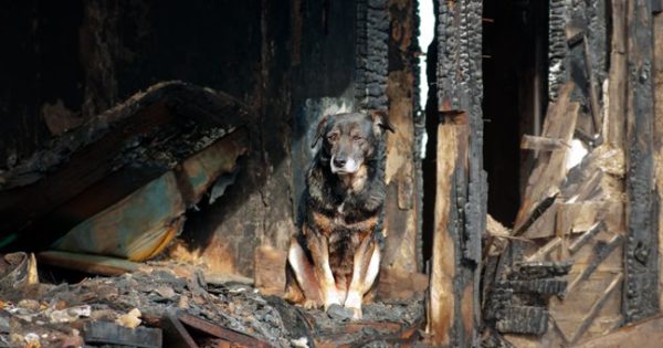 Υιοθετήθηκε το πρώτο αδέσποτο σκυλάκι από τη φωτιά στην Αττική