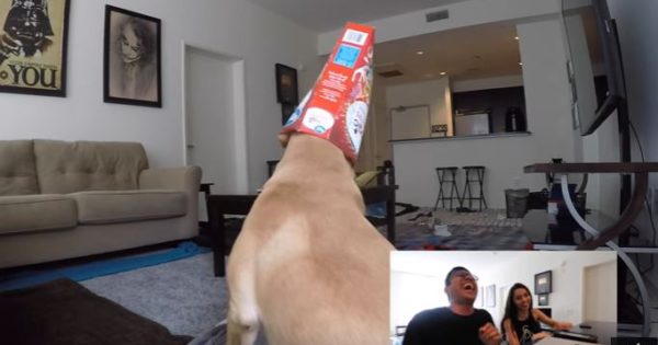 Έβαλε κάμερα στο σπίτι του να δει τι κάνει ο σκύλος του