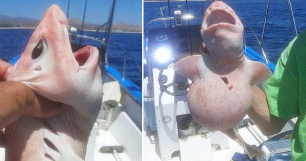 Ψαράς έπιασε ένα παράξενο ψάρι με περίεργα μάτια και ροζ δέρμα και έπαθε σοκ μόλις έμαθε τι ήταν