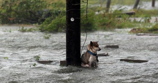 Φωτογράφος της «Daily Mail» έσωσε τη σκυλίτσα που εγκατέλειψαν οι «ιδιοκτήτες» της όταν ο τυφώνας Χάρβεϊ άρχισε να σαρώνει το Τέξας