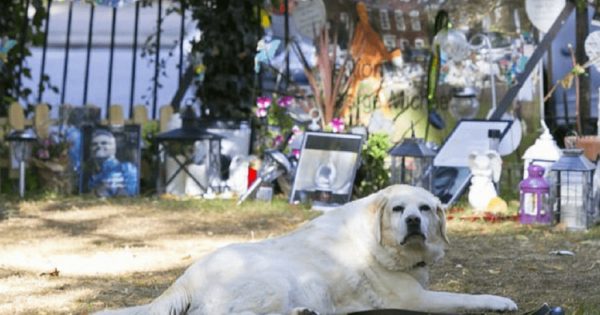 H σκυλίτσα του George Michael ακόμα πενθεί