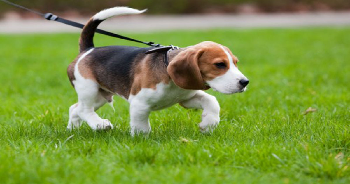 Σκύλος σκύλοι βόλτα σκύλου βόλτα 