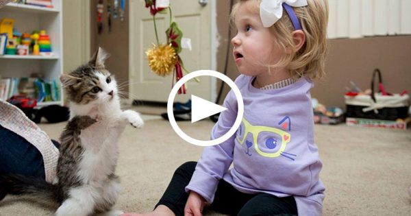 Κοριτσάκι με ένα χέρι συναντά γάτα με τρία πόδια για πρώτη φορά. Οι αντιδράσεις τους, έχουν συγκλονίσει το διαδίκτυο!