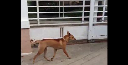 Βίντεο: Προσοχή σκύλος!