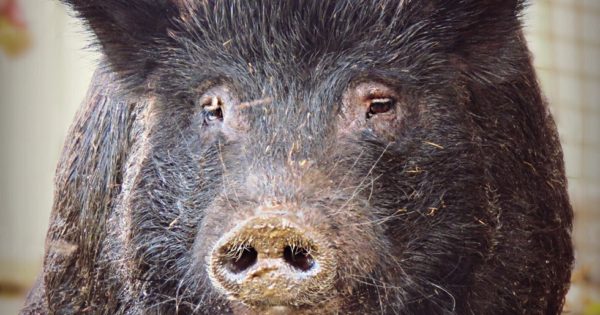 Γουρούνι που πέρασε 12 χρόνια κλεισμένο σε μικροσκοπικό χώρο βρίσκει επιτέλους κάποιον να το αγαπήσει