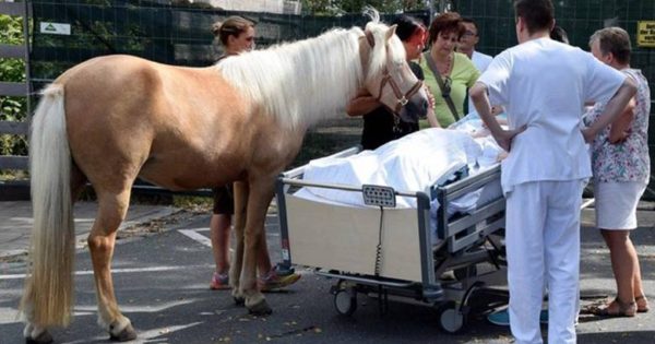 ΣΥΓΚΙΝΗΣΗ : Ετοιμοθάνατη πραγματοποιήσε την τελευταία της επιθυμία ,να χαϊδέψει το άλογο της pics