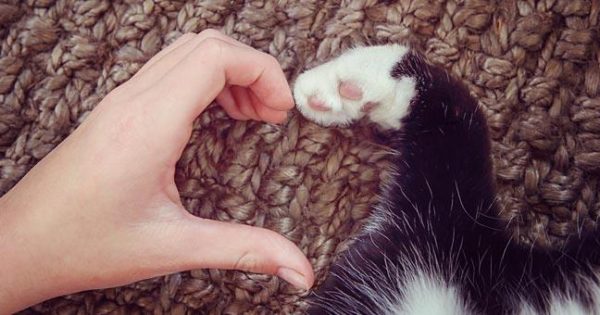19 πράγματα που θα καταλάβεις αν έχεις γάτα (pics, gifs, vid)