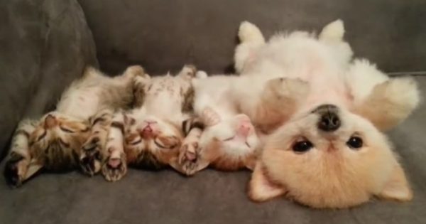 Δείτε ένα χνουδωτό σκυλάκι και τους φίλους του τα γατάκια να κοιμούνται στη ίδια ακριβώς στάση!