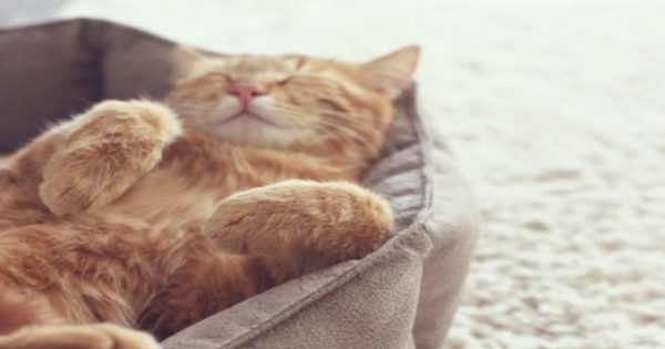 4 αστεία βίντεο με γάτες που θα σε κάνουν να ξεκαρδιστείς στα γέλια