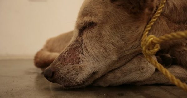 Πρόστιμο 270.000 ευρώ για θανάτωση και κακοποίηση σκύλων στη Λάρισα