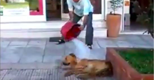 Η περιπέτεια του ανθρώπου που δημοσιοποίησε το μπουγέλωμα σκύλου από φαρμακοποιό στη Θεσσαλονίκη