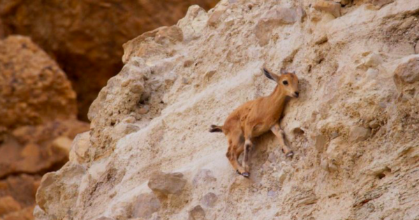 Μωρό αγριοκάτσικο κάνει άλμα 10 μέτρων για να γλυτώσει από μια αλεπού
