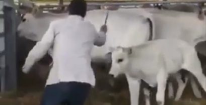 Η αντεπίθεση της αγελάδας