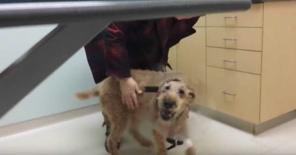 Τυφλός σκύλος βλέπει για ΠΡΩΤΗ φορά στη ζωή του – Η αντίδρασή του; Έχει συγκλονίσει πάνω από 14.000.000 θεατές παγκοσμίως