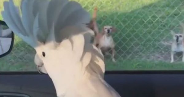Παπαγάλος νομίζει πως είναι σκύλος και προσπαθεί να γαβγίσει (video)
