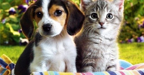 Ηράκλειο: Ξεκινούν τη Δευτέρα οι εκδηλώσεις ευαισθητοποίησης για τα ζώα συντροφιάς
